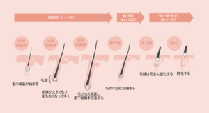 モレーナシュガーリング