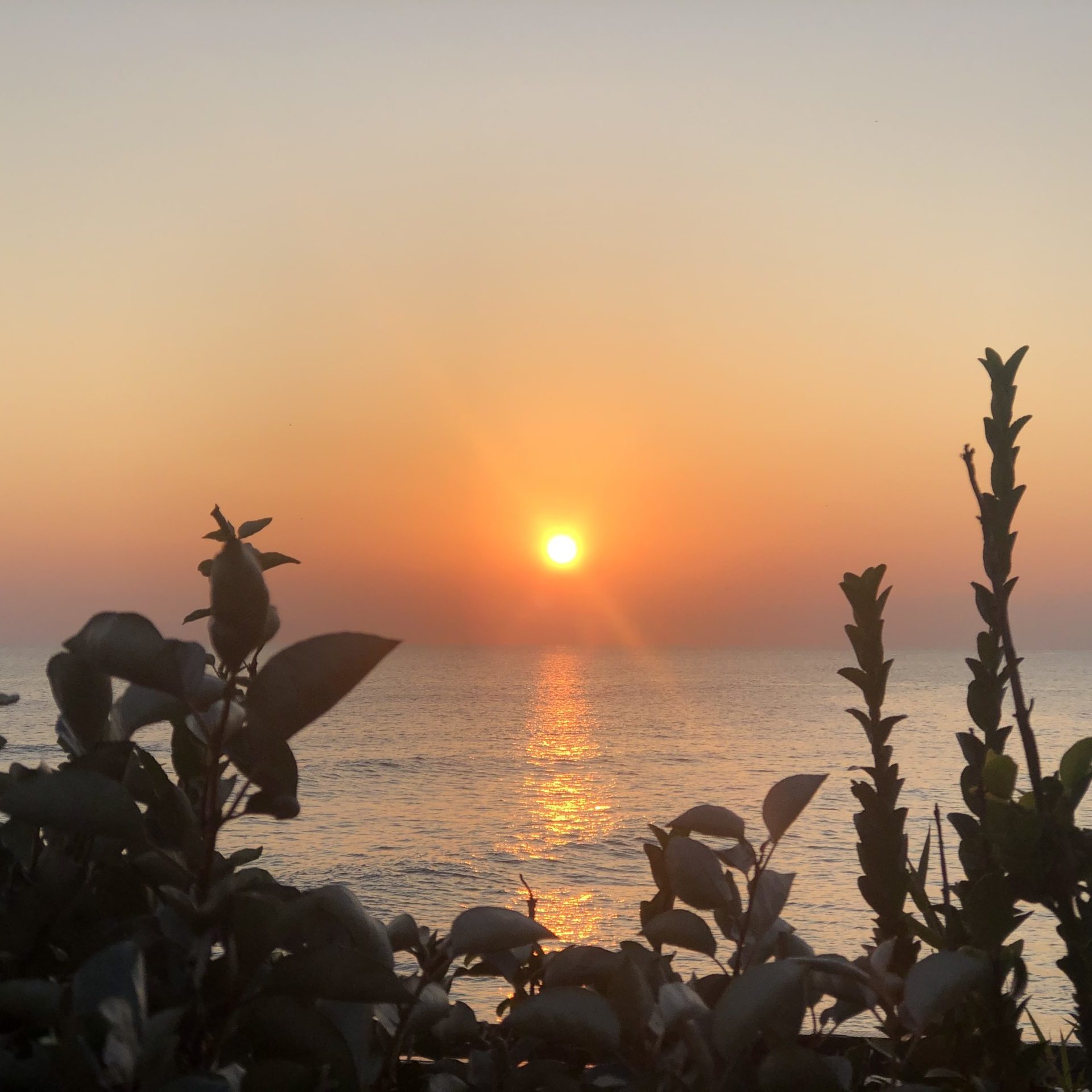 モレーナシュガーリング鎌倉