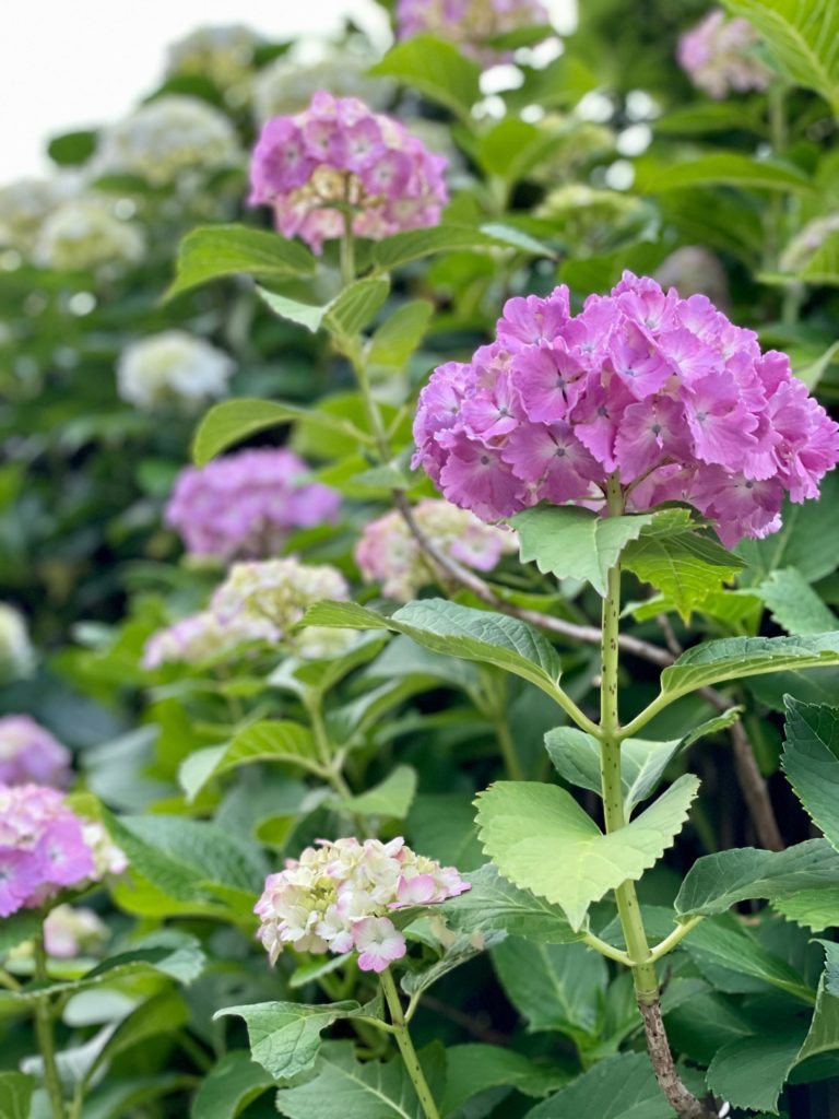 モレーナシュガーリング鎌倉店が6月1日にオープンいたします!