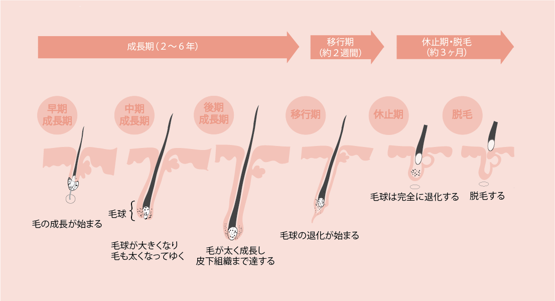 モレーナシュガーリング 毛周期 痛くないシュガーリング
